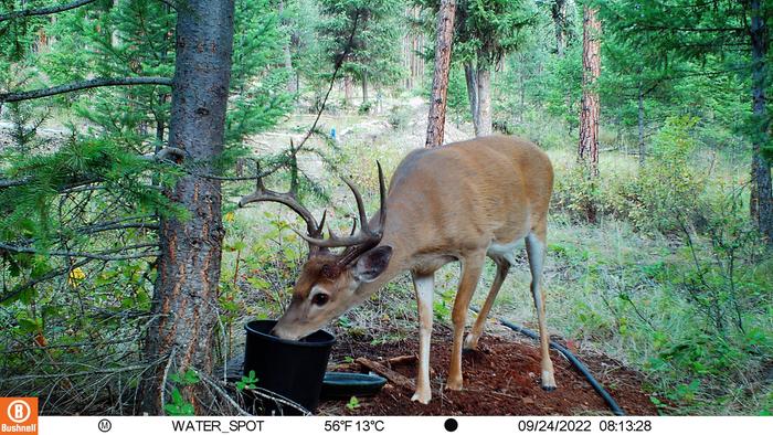 white-tail deer