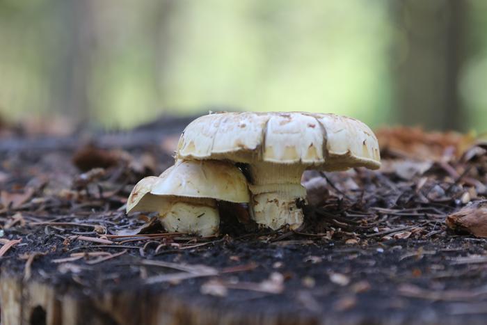 Giant sawgill (Neolentinus ponderosus)