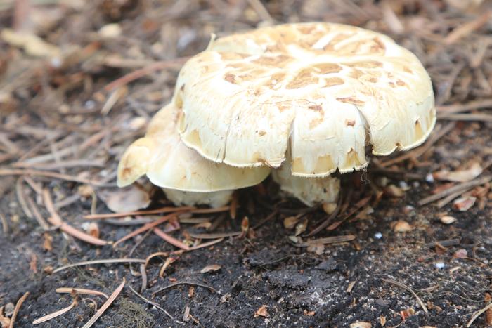 Giant sawgill (Neolentinus ponderosus)