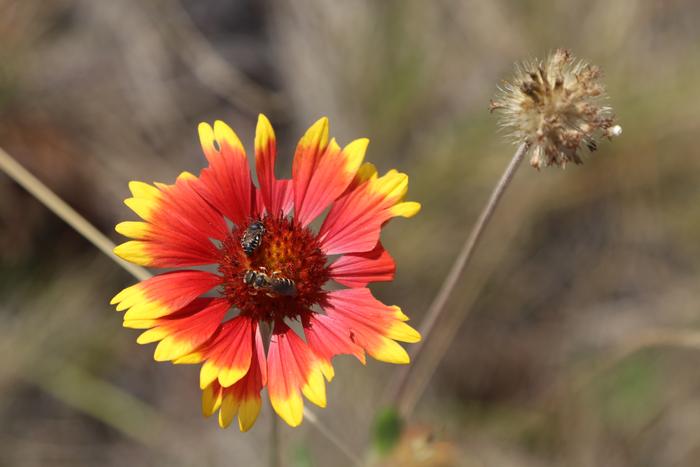 Blanket flower (Gaillardia pulchella)