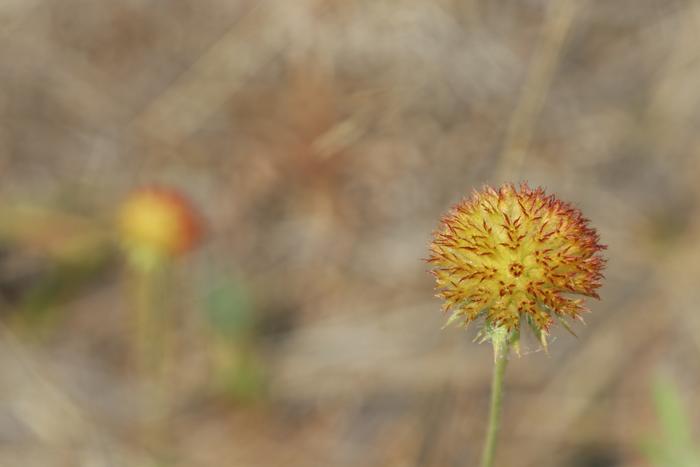 Blanket flower (Gaillardia pulchella) ripening seed