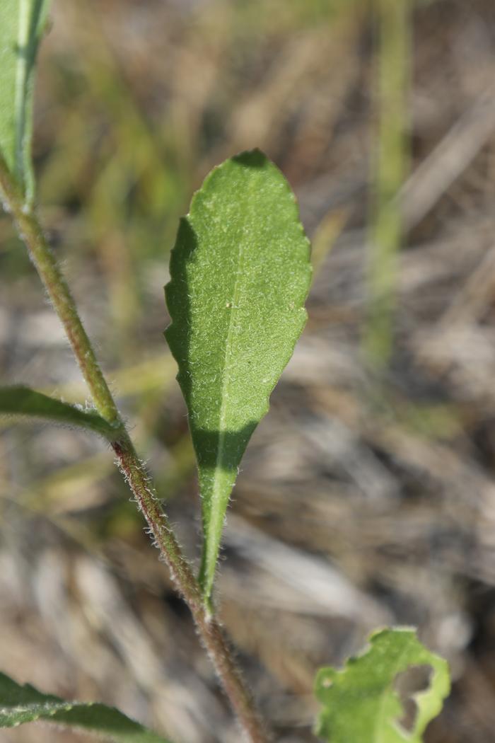 Blanket flower (Gaillardia pulchella) leaf