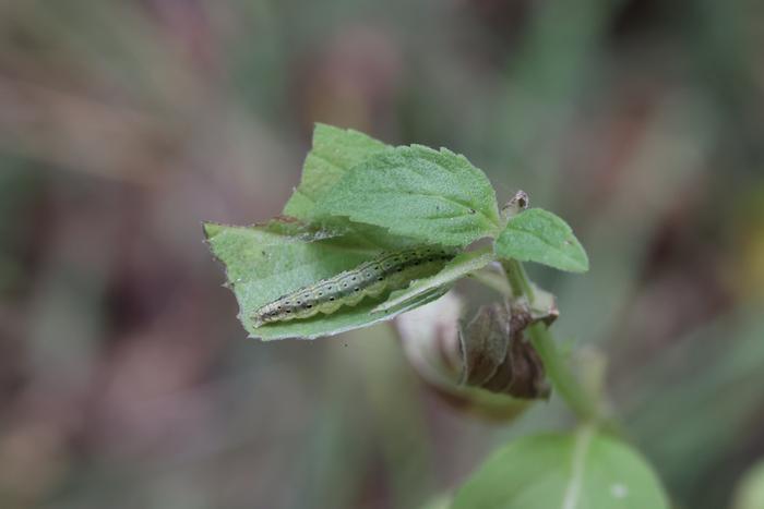 Orange mint moth (Pyrausta orphisalis)