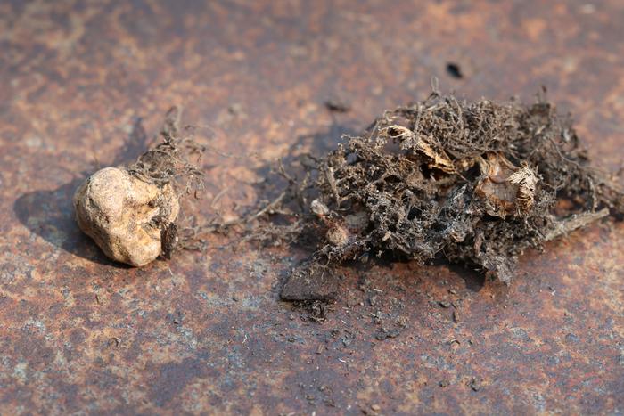 Fungi sclerotium with mycelial web attached?