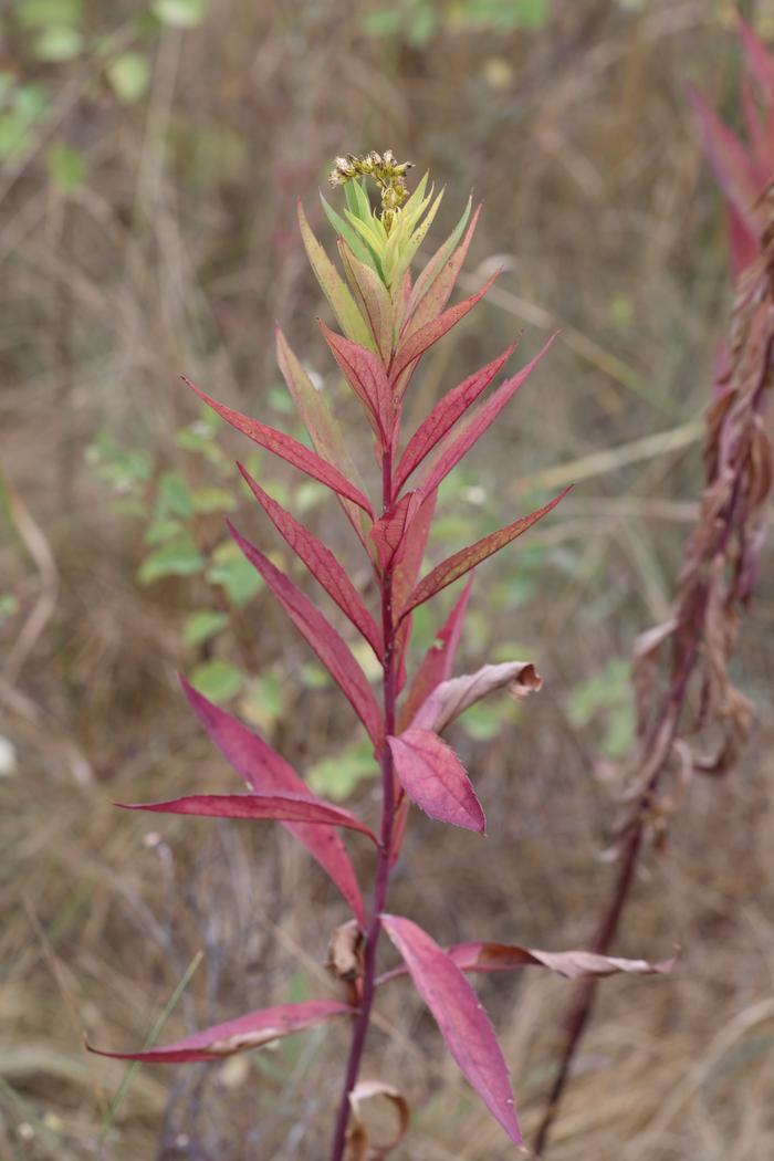 Canada goldenrod (Solidago canadensis)