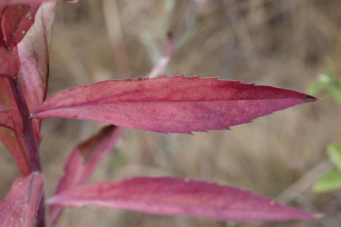 Canada goldenrod (Solidago canadensis)