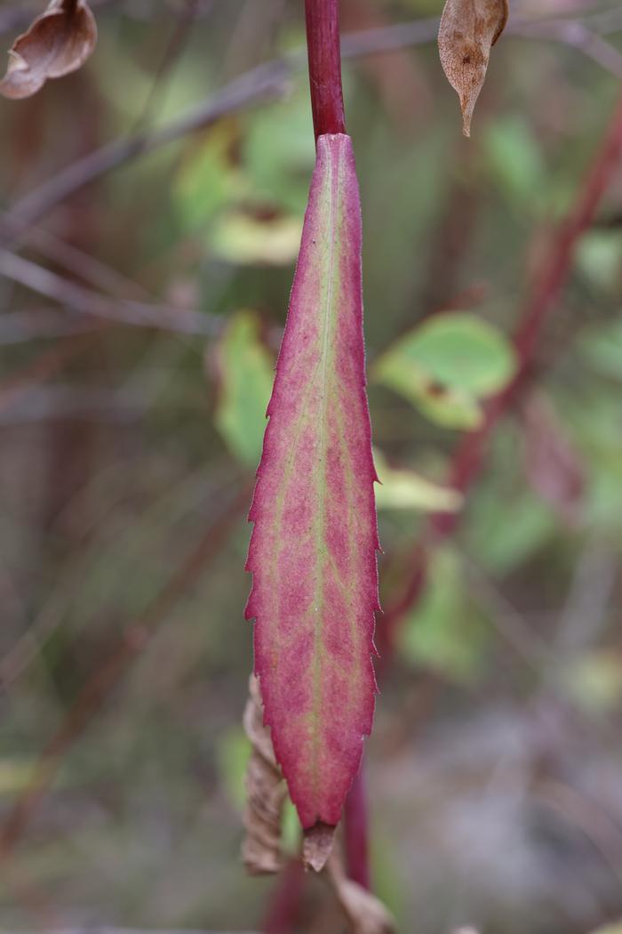 Canada goldenrod (Solidago canadensis)