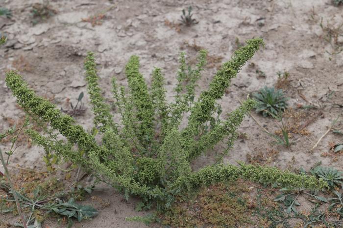 Jerusalem oak goosefoot (Dysphania botrys)