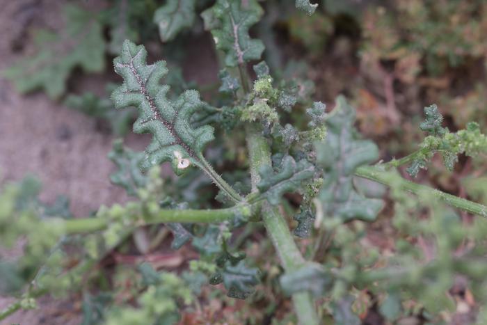 Jerusalem oak goosefoot leaf (Dysphania botrys)