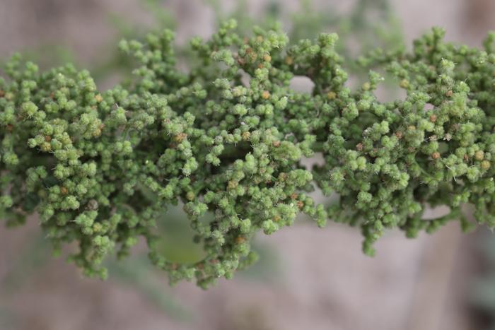 Jerusalem oak goosefoot ripening seeds (Dysphania botrys)