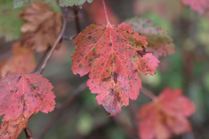 Mallow-leaf ninebark (Physocarpus malvaceus)