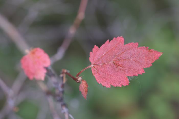 Mallow-leaf ninebark (Physocarpus malvaceus)