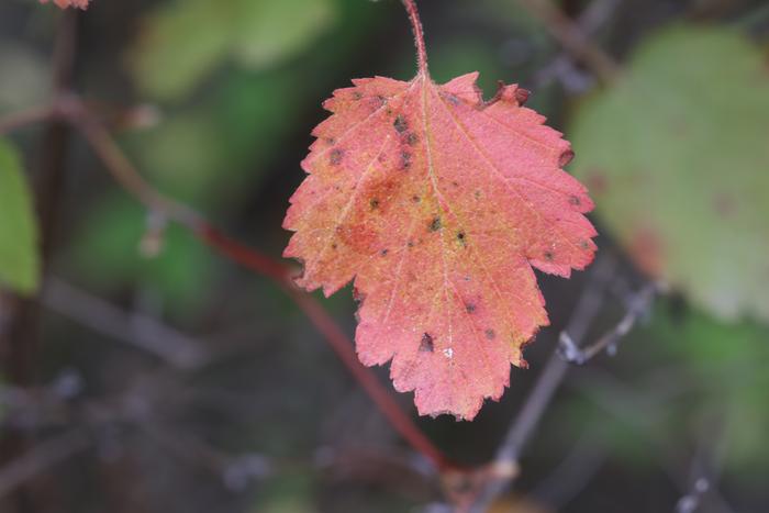 Mallow-leaf ninebark (Physocarpus malvaceus)