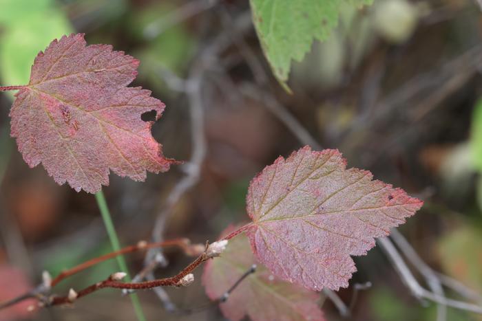 Mallow-leaf ninebark (Physocarpus malvaceus)