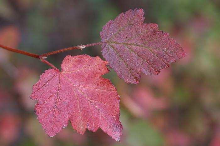 Mallow-leaf ninebark (Physocarpus malvaceus)