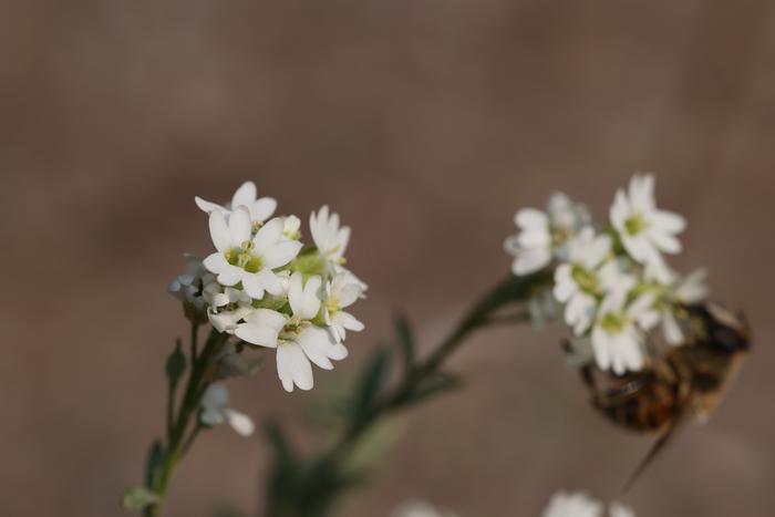 Hoary false-alyssum flowers (Berteroa incana)