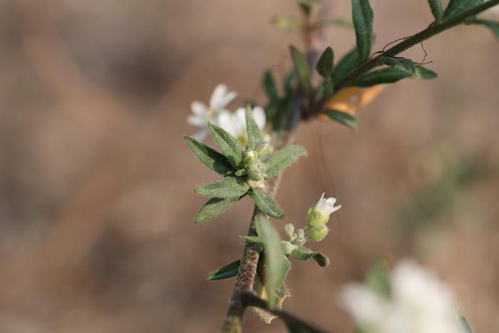 Hoary false-alyssum leaves (Berteroa incana)