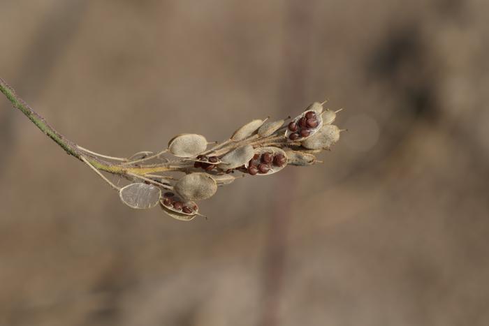 Hoary false-alyssum seed pods (Berteroa incana)