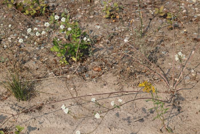 Hoary false-alyssum (Berteroa incana)