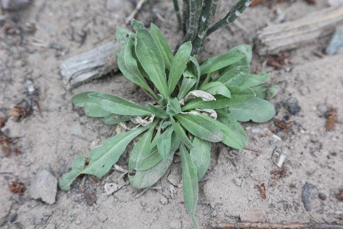 Hoary false-alyssum basal rosette leaves (Berteroa incana)