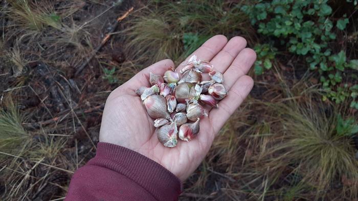 walking onions bulbils