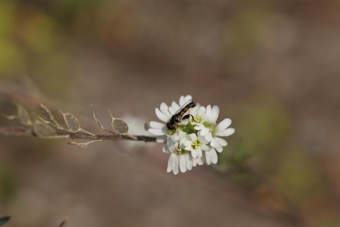 bee/wasp mimic fly