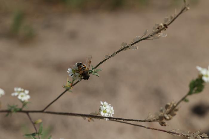 bee mimic fly