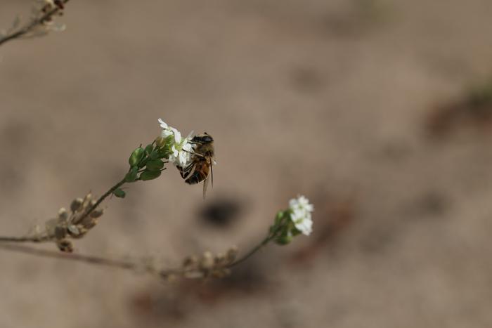 bee mimic fly