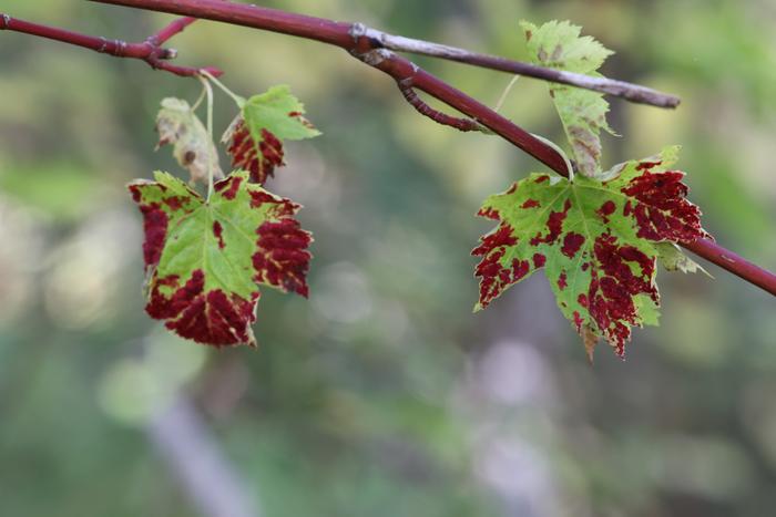 Rocky Mountain maple (Acer glabrum)