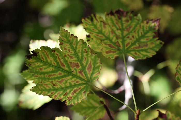 Rocky Mountain maple (Acer glabrum)