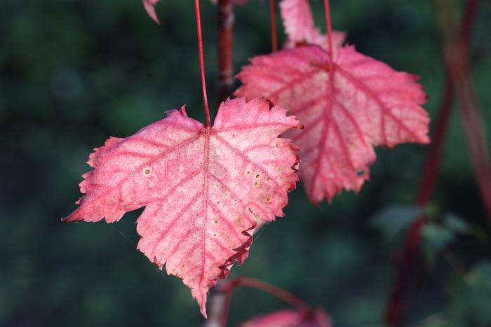 Rocky Mountain maple (Acer glabrum)