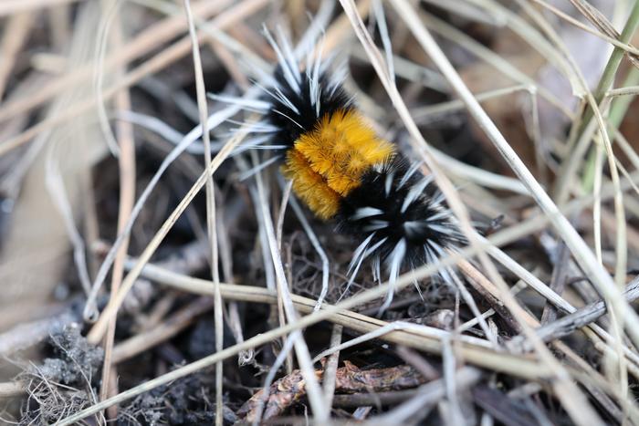 Spotted tussock moth caterpillar (Lophocampa maculata)