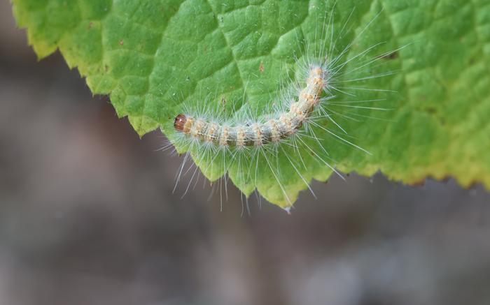 Fall webworm (Hyphantria cunea)