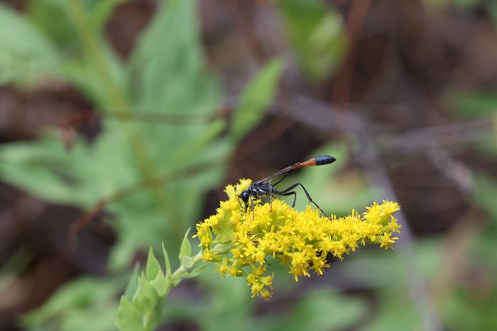 Common thread-waisted wasp (Ammophila procera)