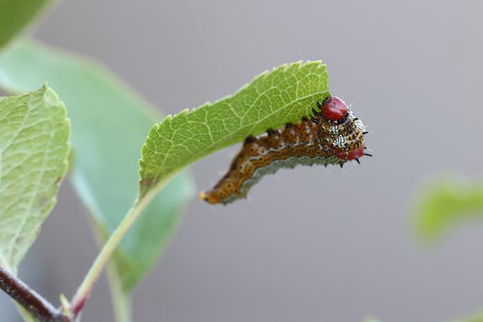 Red humped caterpillar (Oedemasia concinna)