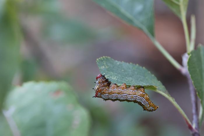 Red humped caterpillar (Oedemasia concinna)