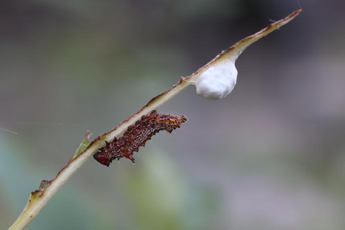 Red humped caterpillar (Oedemasia concinna)