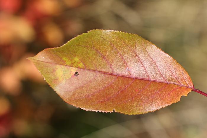 Chokecherry (Prunus virginiana)