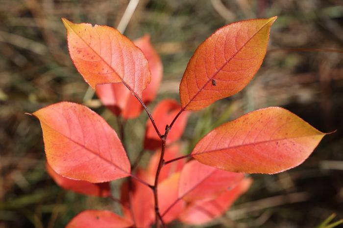 Chokecherry (Prunus virginiana)