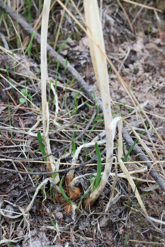 Walking onions (Allium × proliferum)