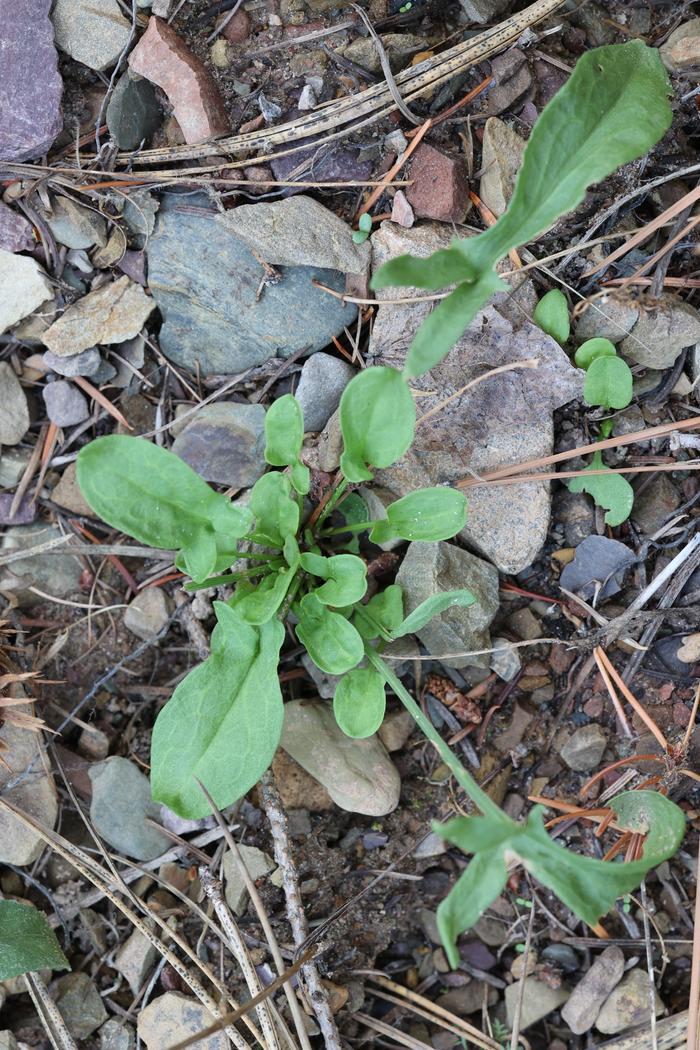 Sheep sorrel (Rumex acetosella)