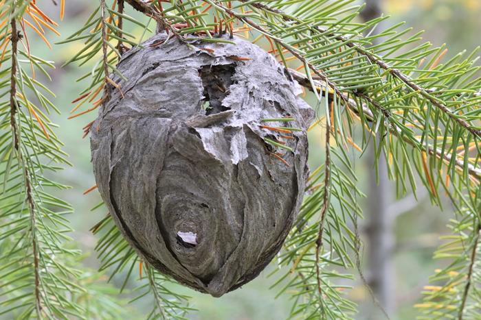 hornet nest