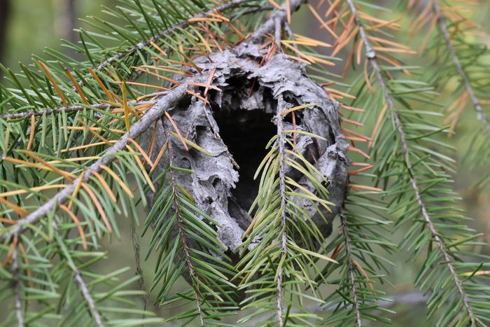 hornet nest