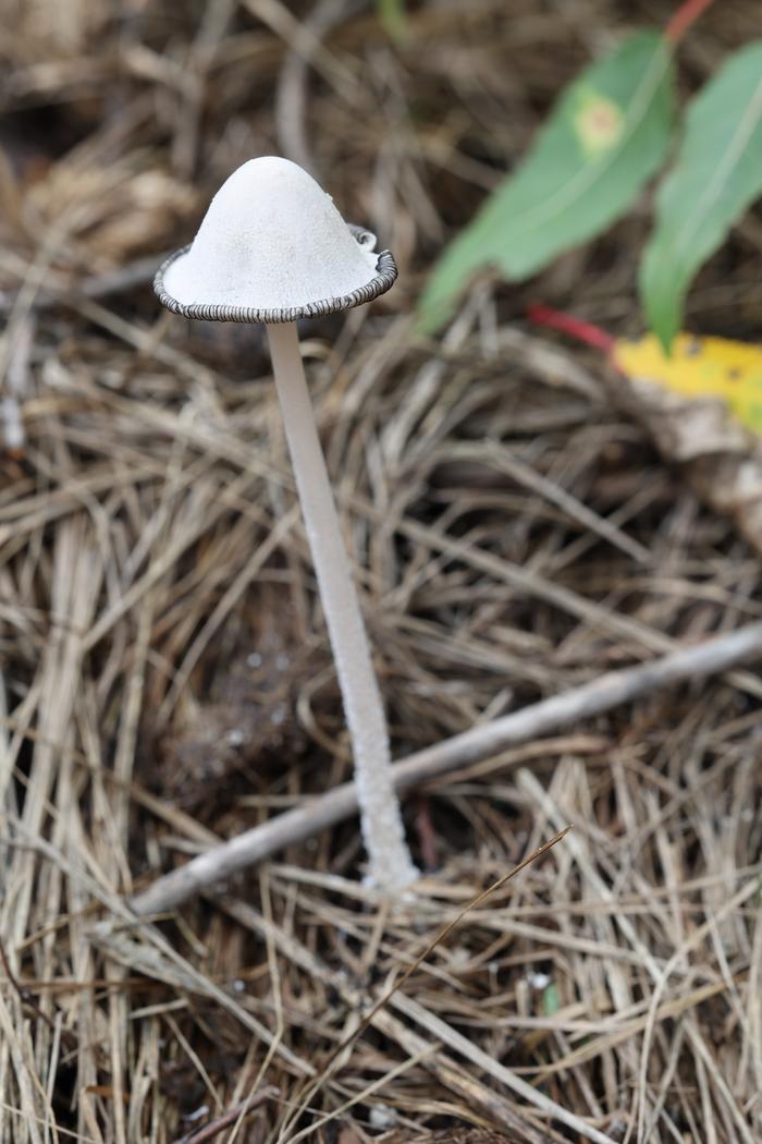 inky cap mushroom