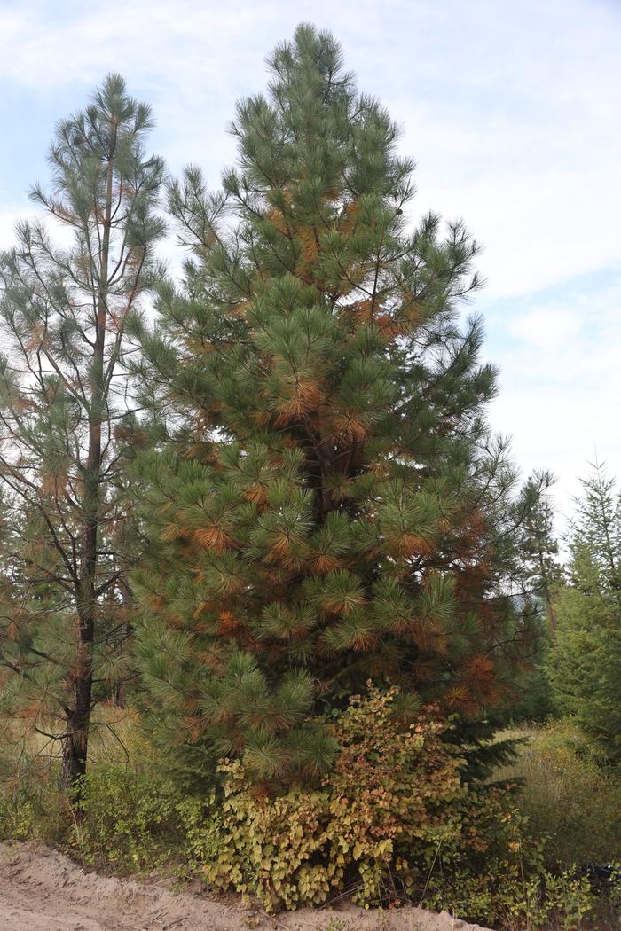 Ponderosa pine fall needle drop