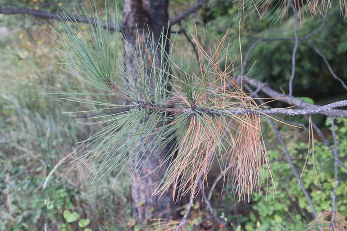 Ponderosa pine fall needle drop