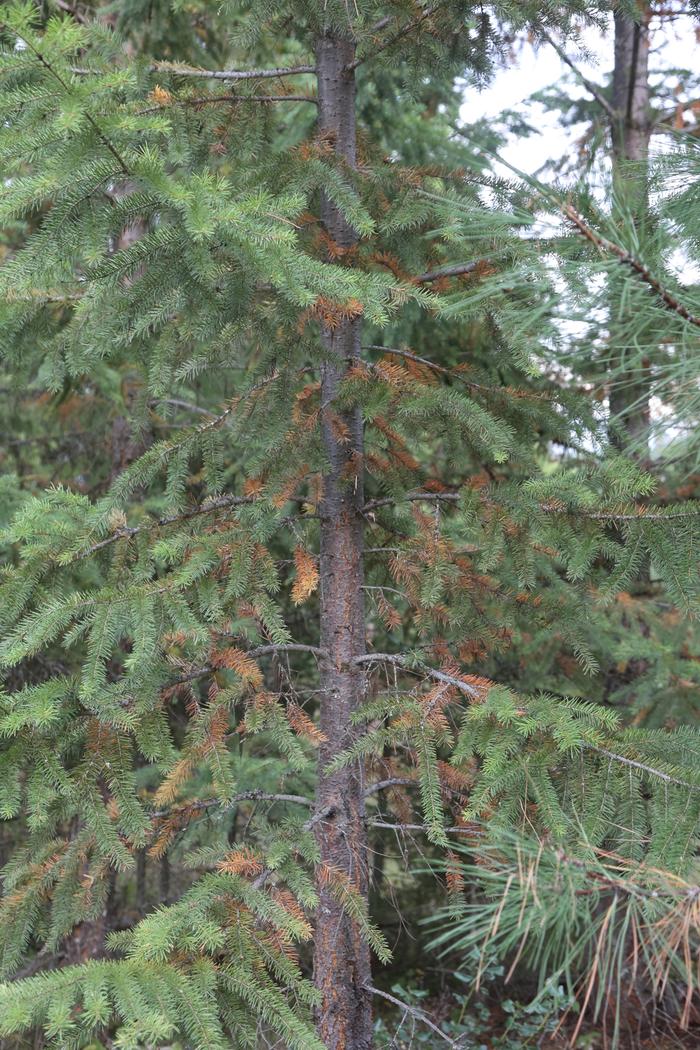 Douglas fir fall needle drop