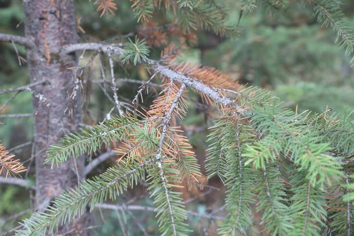 Douglas fir fall needle drop