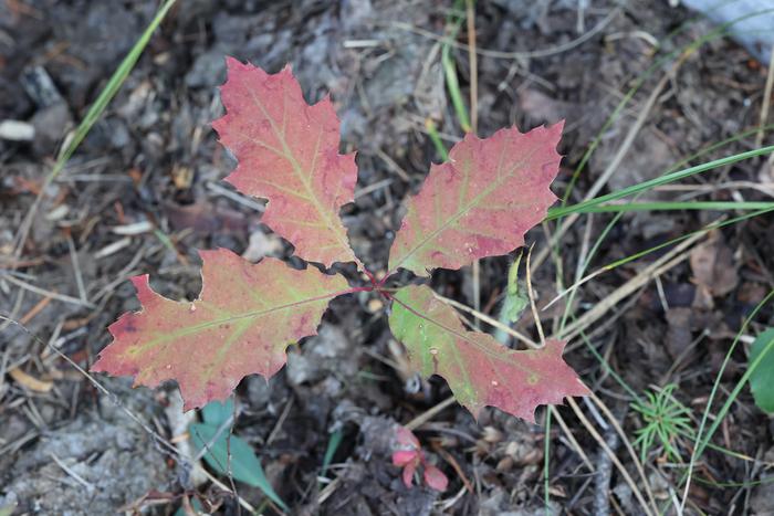 Red oak tree