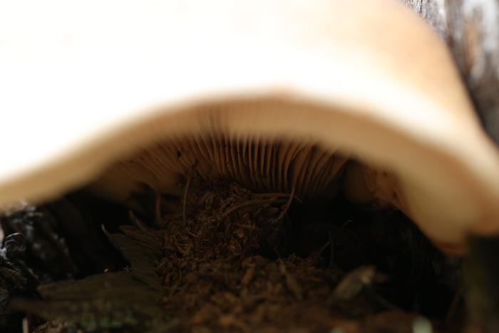 mushroom underside